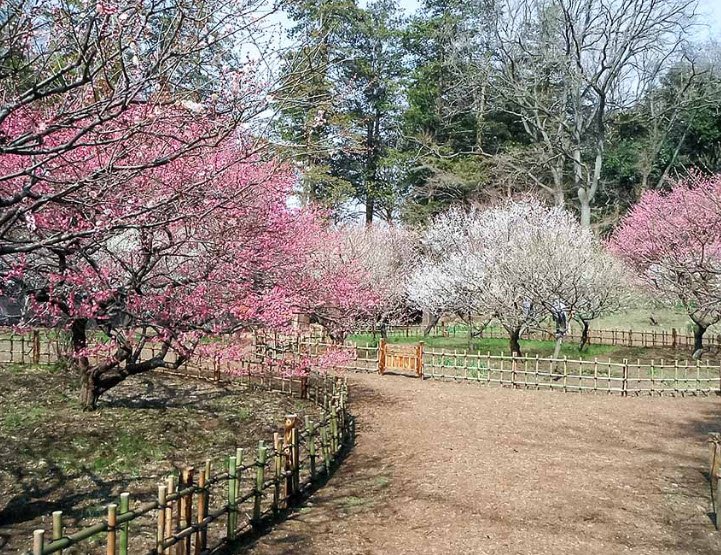 Yokohama City Children's Botanical Garden, Japan